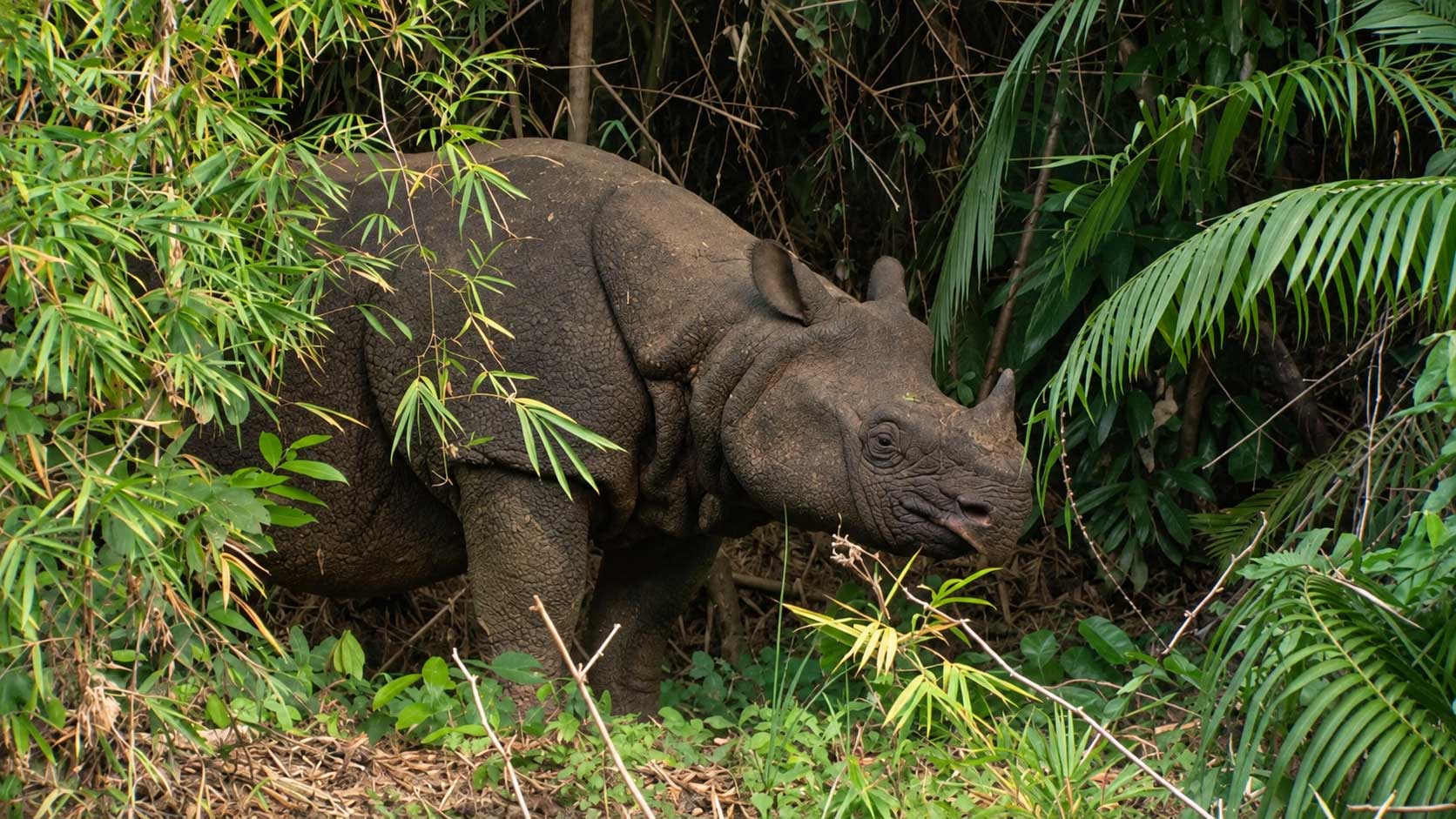 Ujung Kulon National Park